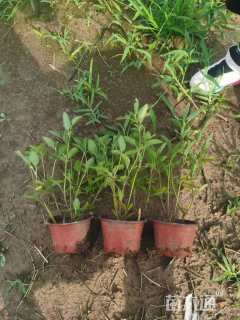 高度25厘米鼠尾草