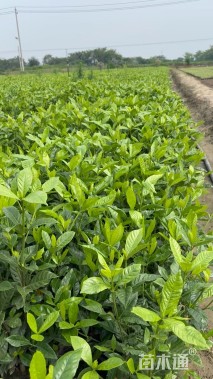 高度40厘米大叶栀子