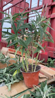 高度25厘米墨西哥鼠尾草