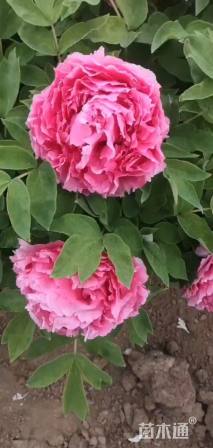 高度45厘米牡丹