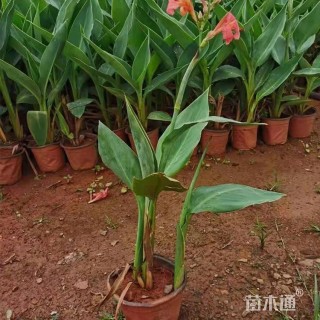 高度35厘米美人蕉