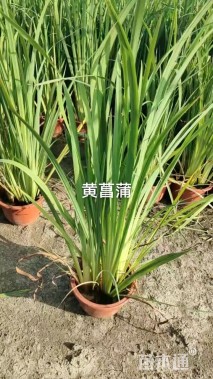 高度60厘米黄菖蒲