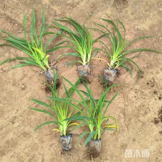 高度15厘米金娃娃萱草