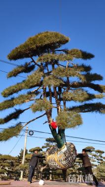 22公分造型黑松