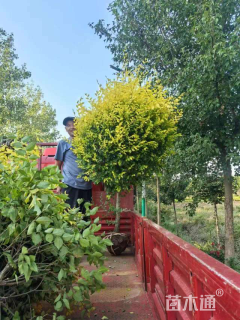 冠幅130厘米金叶榆球