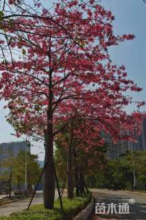 60公分美丽异木棉