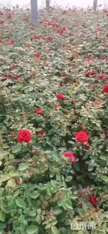 高度30厘米丰花月季