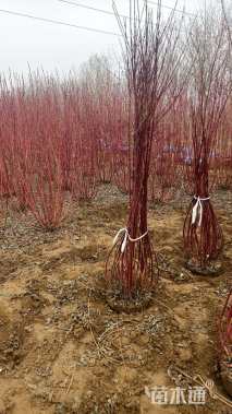 高度150厘米红瑞木