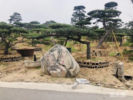 造型松