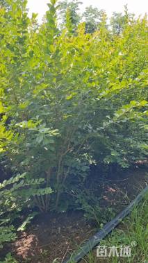 高度200厘米丛生紫薇