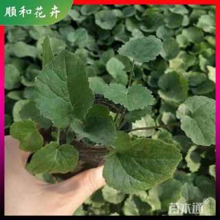 高度15厘米二月兰