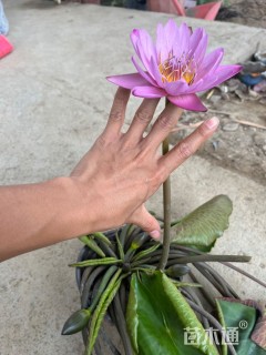 高度50厘米睡莲