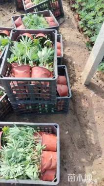 高度30厘米羽扇豆