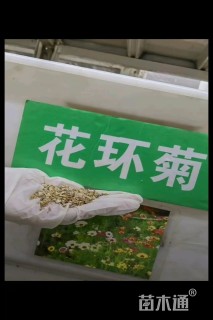 花环菊种子花环菊种子