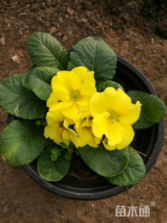 报春花