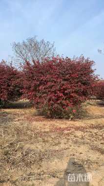 高度150厘米火焰卫矛