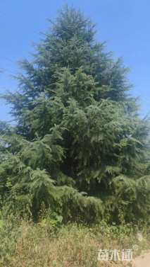 高度900厘米雪松