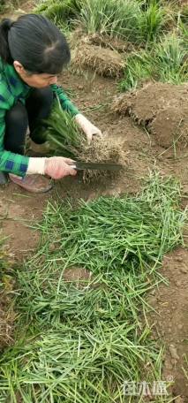 高度15厘米中叶麦冬