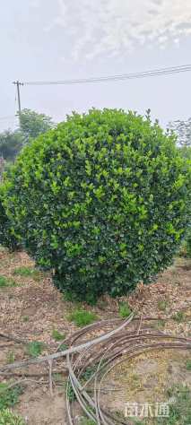 冠幅100厘米大叶黄杨球