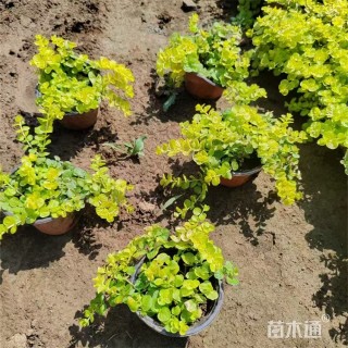 高度25厘米过路黄