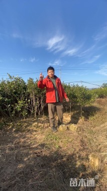 高度100厘米油茶