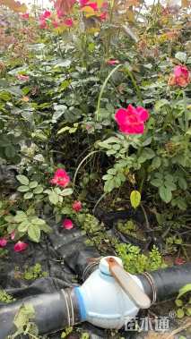 高度30厘米月季