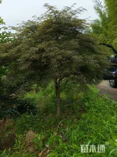 高度250厘米羽毛枫