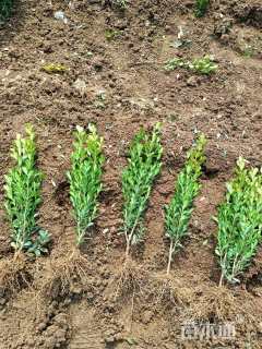 高度25厘米小叶黄杨