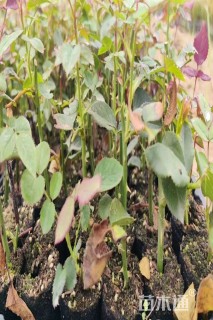 高度10厘米月季