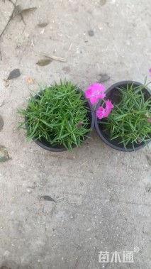 高度5厘米欧石竹