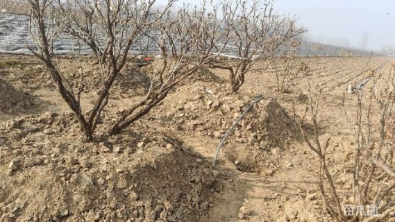 高度160厘米牡丹