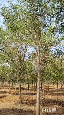 16公分大叶女贞