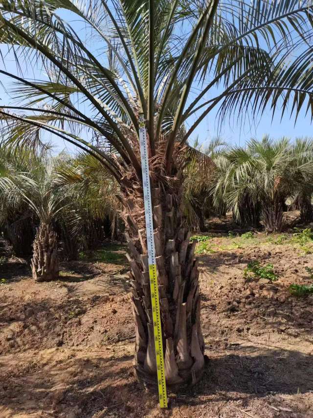 裸干高100厘米布迪椰子