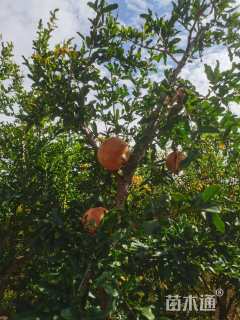 高度260厘米丛生石榴