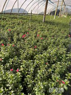 高度25厘米西洋鹃