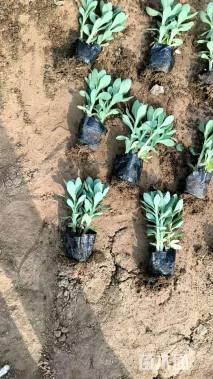 高度20厘米八宝景天