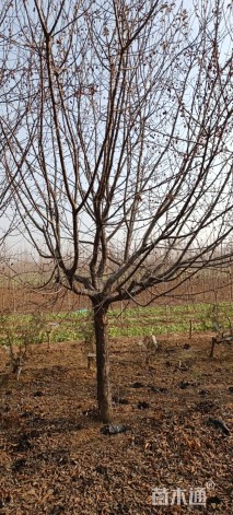 15公分亚当海棠