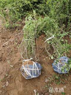 高度180厘米贴梗海棠