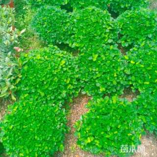 高度15厘米吸毒草