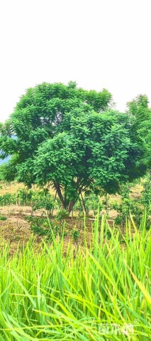 40公分(5杆)丛生蓝花楹