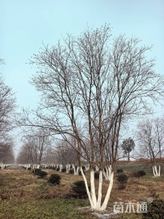 70公分(4杆)丛生乌桕