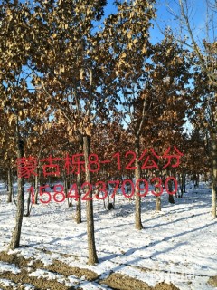 8公分蒙古栎