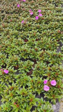 高度25厘米凤仙花