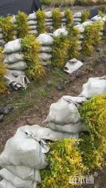 大杯苗亮晶女贞小苗