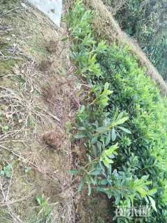 高度20厘米毛鹃