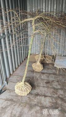 高度120厘米羽毛枫