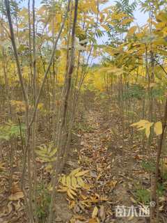 高度100厘米无患子小苗