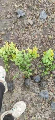 高度40厘米金森女贞