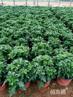 高度15厘米千头菊