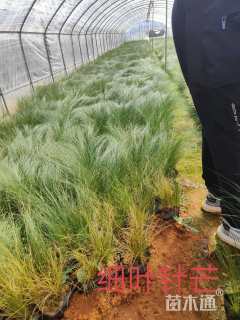 高度25厘米细叶芒